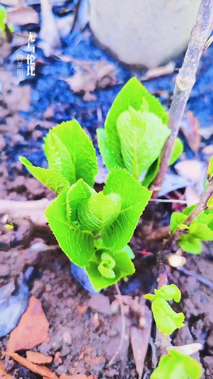 關(guān)于小草的奇妙世界，探索最新地址的無限可能